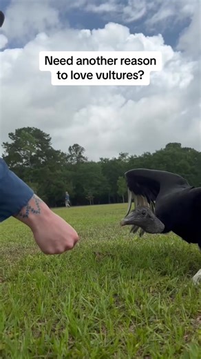 Black vultures, like this one, have to put a lot of effort into taking off because they are bulky and heavy, and so they tend to move with ungainly hops to get the momentum needed. Additionally, vultures have long toes with blunted talons, which makes walking easier (theoretically) for them than for other raptors like eagles and hawks. #vulture #blackvulture #aviary #centerforbirdsofprey #charleston #wildlife #birdsofprey #fyp