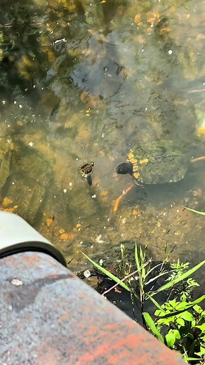 When you’re trying to your pay respects to mother nature, but the saxophones keep getting louder 😭🎷 #fyp #saxaphone #turtle #mothernature #florida