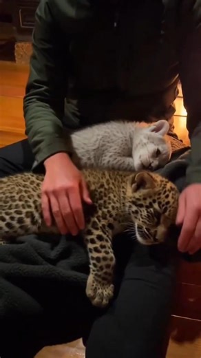 Trapped Baby Leopards Rescued in Heavy Rain | Emotional Wildlife #leopard #rescue #shorts #animals