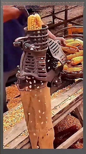 Corn Harvest Hack: Hand-Crank Tool Separates Kernels in Seconds