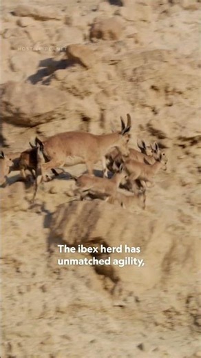 Hide & Seek: Arabian Wolf vs. Ibex 👀 #HostilePlanet