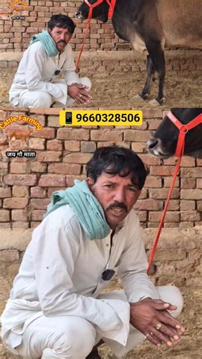 मात्र 2 हज़ार में खरीदो✅ #cow #farming #agriculture#dairyfarm #cattlefarming152#murraha#dairyproducts
