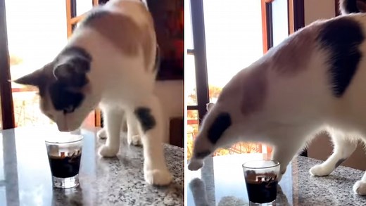 Cat Tries to Bury Her Human's Coffee After Smelling It