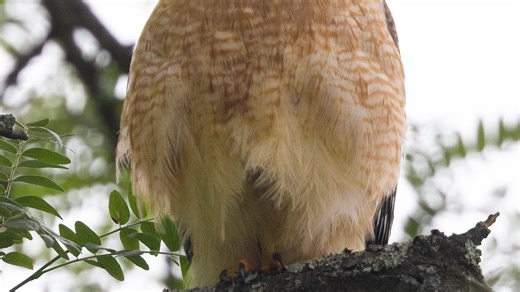 Nature: The beauty of a red-shouldered hawk
