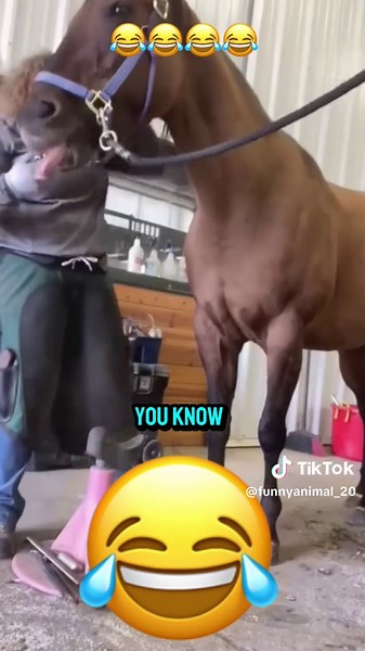 Funny Animal Pranks: Hilarious Dog and Cat Videos