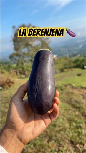 Improve the function of your male reproductive system with eggplant 🍆