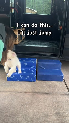 👉👉POV what puppies see that you don’t? ➡️They literally can’t judge the drop. Puppy vision isn’t fully developed until 16 weeks. They can’t accurately judge distances, especially downward drops. ✅What looks like a simple 4-inch step to you looks like a cliff to them. ➡️So they hesitate and have to reason it out in their mind. They will bark at it, freeze, go part the way, and then some just go for the gusto and take the plunge. How did they all do it then? ➡️I didn’t force, lift, or lure them.