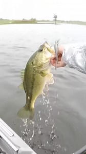 Sign up for a membership just in time for the peak of spring fishing here in the south! Private Water Fishing is: One Lake. All day. All yours. Click the link or message us to learn more- https://www.privatewaterfishing.com #privatewaterfishing #FishingClub #bassfishing #bassfishinglife | Private Water Fishing