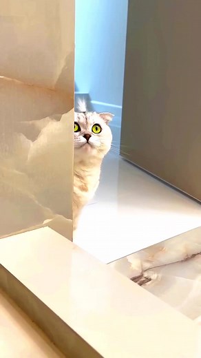 139K views · 2.7K reactions |  #cat #cats | Sajib Khalifa | Facebook