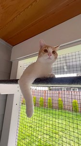 ✨ Purrfect patio makeover! Millie and Winston’s new catio is a feline paradise, complete with scratching post and hiding box 🧡😻. . . . #catio #catios #catiosofinstagram #portlandcats #catsofportland #oregoncats #catsoforegon #cat #cutecats #catlover #catlife #catstagram #catsofig #outbuilding #cathome #happycat #happycatclub #cats #meow #catshelter #construction #carpentry #woodworking #woodworker #wood #catfurnituredesign #catenclosures #catios #woodwork #carpentrylife | The Catio Company