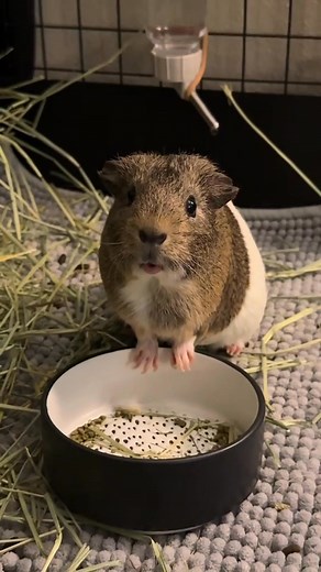 11K views · 461 reactions | She forgot the food is IN her belly already 殺 . . . . #cute #pet #guineapig #PetTraining #petlover #cutepet #funny #guineapigs #funnyvideo #fyp | Ychuan.pet | Facebook