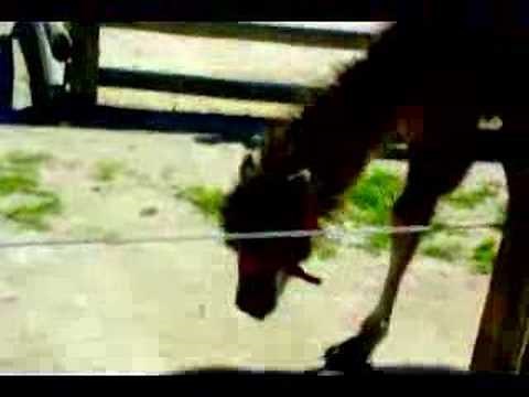 What sound does a camel make?