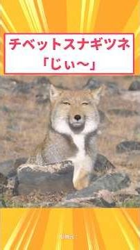 【2ch面白いスレ】チベットスナギツネ「じぃ～」#2ch#2ch面白いスレ#2ちゃんねる
