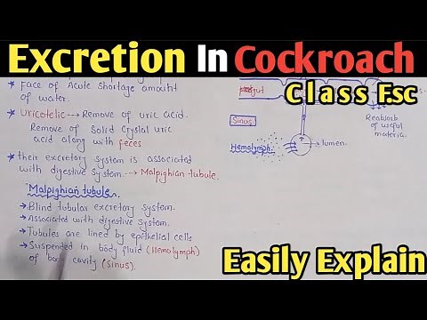 Excretion In Cockroach | Malpighian Tubules | Class 12 Biology