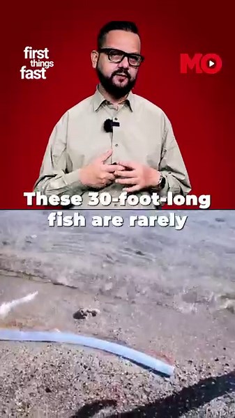 Ocean's warning: Mysterious marine deaths worldwide