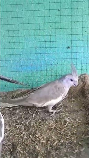 cocktail colani biding formula #birds #ytshorts #tanding #aviary #animals #wowbirds