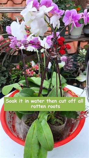 45K views · 411 reactions | Tips for Gardening  Simple tricks to...