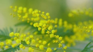 Yellow Acacia Dealbata Mimosa Flowers Large: стоковое видео (без лицензионных платежей), 3438339443 | Shutterstock