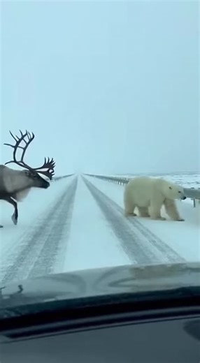 Promptopia AI on Instagram: "A dashcam captures an unbelievable Arctic encounter when three polar bears cross the road from one side while massive reindeer with enormous spiral antlers cross from the other. The tense, slow-motion wildlife standoff happens in falling snow as birds perch on the reindeer's towering racks."
