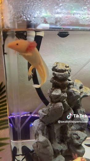 Discover the Joy of Happy Axolotls at Axolotl Superstore