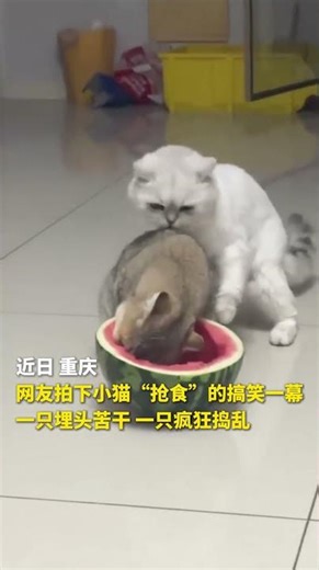 網友拍下小貓“搶食”的搞笑一幕：一隻埋頭苦幹，一隻瘋狂搗亂 #china #cute #fun #animals #panda #cat #kitty #funny