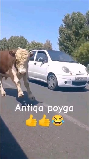 ANTIQA POYGA BUQA VA MATIZ