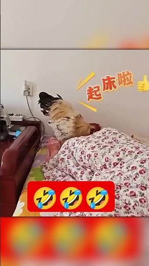 The Funniest Rooster Wake-Up Call Ever!