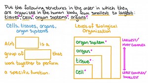 Identifying the Correct Order of Levels of Structural Organization of the Human Body