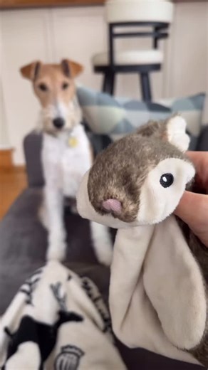 As a hunting dog I think my reaction was appropriate don’t you?? 😁 Sound on for this one 🔊🐰 #Huntingdogs #TerrierLife #WireFoxTerrier | Sunny the Wire-Haired Fox Terrier