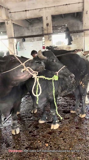 Janwar Se Gosht Tak 🥩 | Sindh Ka Complete Process Reveal