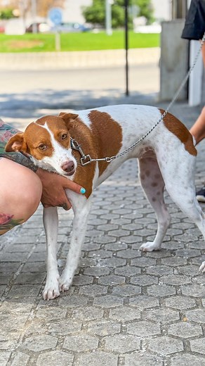 Triana is 3 years old, small/medium sized and literally ticks every box! ✅ Great with people ✅ Cat friendly ✅ Good with other dogs ✅ Flexible on living arrangements as currently lives in foster in a flat with no garden ✅ Great on the lead and fine in busier environments ✅ Can be left home alone for a few hours no problem ✅ Could live with respectful children She really has very few requirements and is super easy going 🩷🩵💛 Triana is neutered, vaccinated and tested negative for all Mediterranea