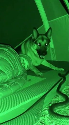 Hero Dog Saves Camper