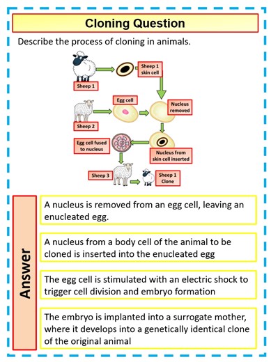 4 Mark GCSE Biology Question: Cloning Explained
