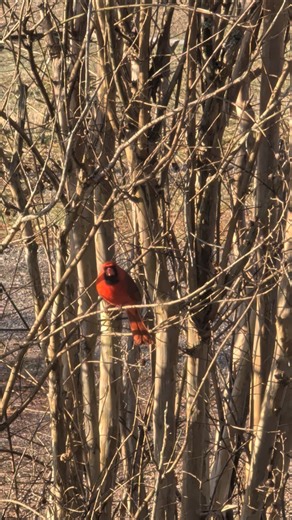 Beautiful Cardinal Birds #bird #nature #naturelovers #shortsfeed #shortvideo