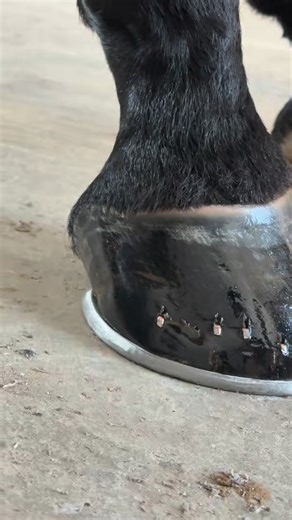 Pinder farrier on Instagram: "champion boy MORDHWAJ🐴 (kirpa stud farm kot guru Bathinda)"