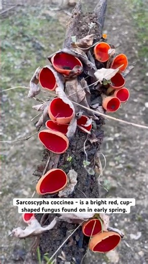 Sarcoscypha coccinea is a bright red, cup-shaped fungus found on decaying wood in early spring.🍄