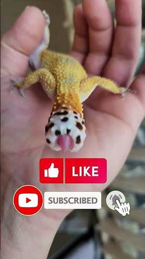 The Real Reason Gecko Tails Fall Off!