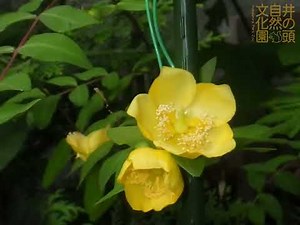 井の頭自然文化園 花ごよみ動画 キンシバイの開花