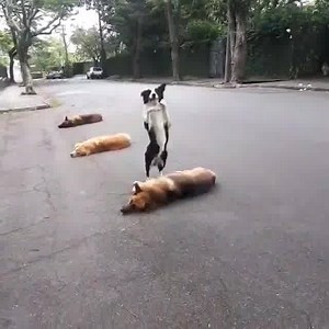 1.3M views · 28K shares | Lo más increíble que verás en mucho tiempo  Segunda parte aqui: https://kachorros.club/videos/ Cachorros Adorables | Cachorros Adorables | Facebook