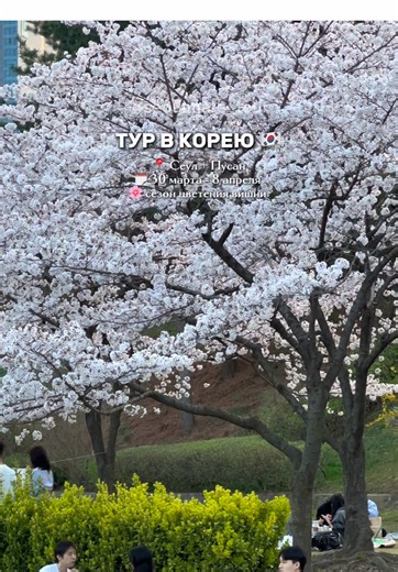 Поехали любоваться цветением вишни в Корею? 😍🌸 Весенний тур Сеул Пусан 🌊 🗓️Дата: с 30 марта по 8 апреля Оставь 🌸 в комментариях и мы напишем Вам полную информацию о туре 💌 В стоимость тура включено: 🏨 проживание в комфортабельных отелях Сеула и Пусана с завтраком ✈ трансфер с аэропорта и в аэропорт 🚆проезд на поездку Сеул – Пусан – Сеул 🥘 приветственный ужин в первый вечер в Корее 📱 сим-карта с безлимитным интернетом 🚇 транспортная карта T-Money с балансом 10.000 вон 💳 платежная карт
