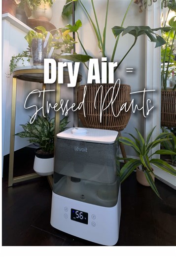 Ever wonder how to keep your plants happy indoors? And the best part, this tip also benefits your skin 😏 The answer is adding a humidifier💧 I’ve been using the @Levoit_official 6L Cool Mist Humidifier because it’s easy plant care done right: • 6L TOP FILL tank for long run time • strong, adjustable mist output • quiet enough to run all day • controlled through the VeSync app, so I can adjust settings without touching it I love anything that supports my plants and simplifies care. Easy plant ca