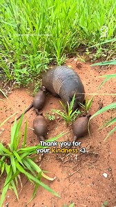 44K views · 1.6K reactions | Man returns armadillo babies to their momma | Pet World | Facebook