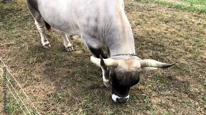 Grauvieh cow used for plow pulling
