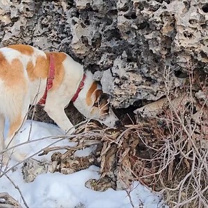 21K views · 337 reactions | (Part: !) Snow storm winter camping in hottent with my dog #fire #survival #winter #campinglife #diy #craft #camping #shelter #diyprojects #wintercamping #snowstorm #wilderness #mountain #wildlife #primitive #wild #nature #cave #bushcraft #UNDERGROUND #asmr #adventure #extreme #dugout #stonedugout #outdoors #heavyrain #underground #cooking | Camping Life | Facebook