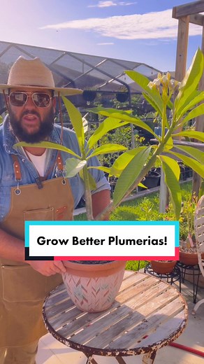 Tips for Growing Better Plumerias!