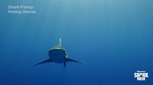 Are these sharks hungry for something a little more than just food? 🥵😏👀 #SharkWeek starts tomorrow night at 8p on Discovery, and watch Shark Frenzy: Mating Games on Monday at 9p! | Shark Week