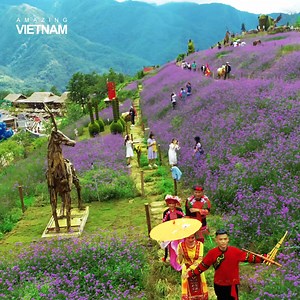 1.3M views · 35K reactions | Sapa's purple flowers hill enchants visitors | Amazing Vietnam | Facebook