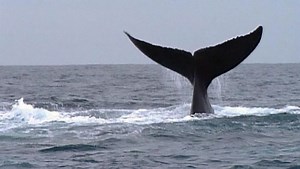 Whale Watching in Samana Bay, Dominican Republic | Britannica