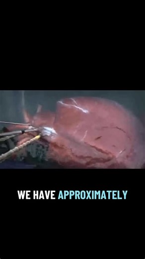 Meg | Octopus Biologist on Instagram: "God i love colossal squid. Look at that absolute chonky lad Did you know we had this many observations of colossal squid? We have more preserved specimens than filmed footage of them but the few videos we do have of them in the water are spectacular. While the name implies colossal is bigger than the giant squid that’s not quite true! Unless we’re talking about weight. As colossal squid are the HEAVIEST living invertebrate, but much shorter. Still they are