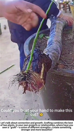 Creating Beauty: The Delicate Art of Grafting Roses 🌿